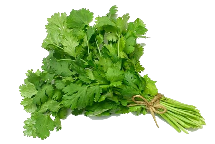 Cilantro