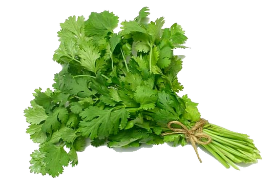 Cilantro