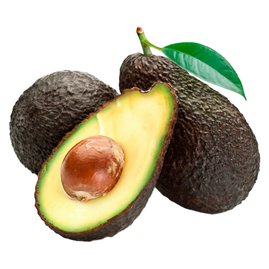 Palta hass Chilena
